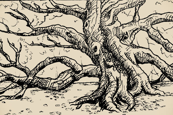 A rendering of an old oak tree in ink