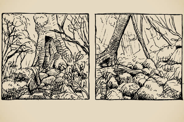 Small woodland sketches