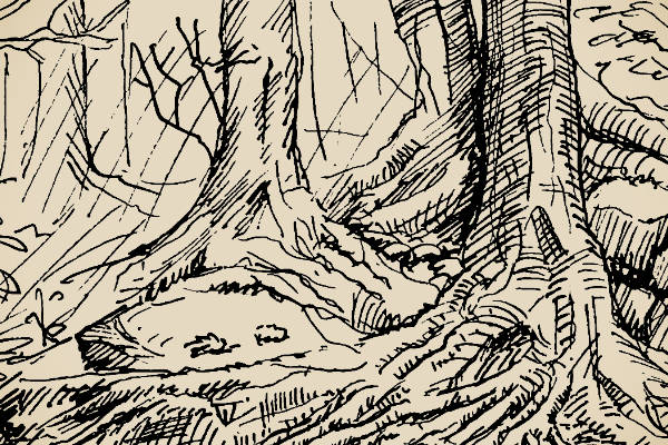Small woodland sketch