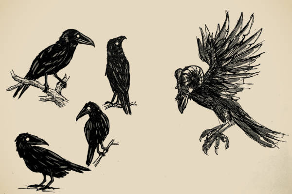 Ink drawings of ravens